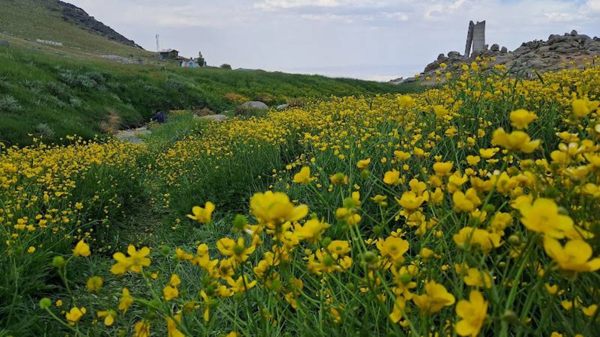 گل های دشت میشان همدان