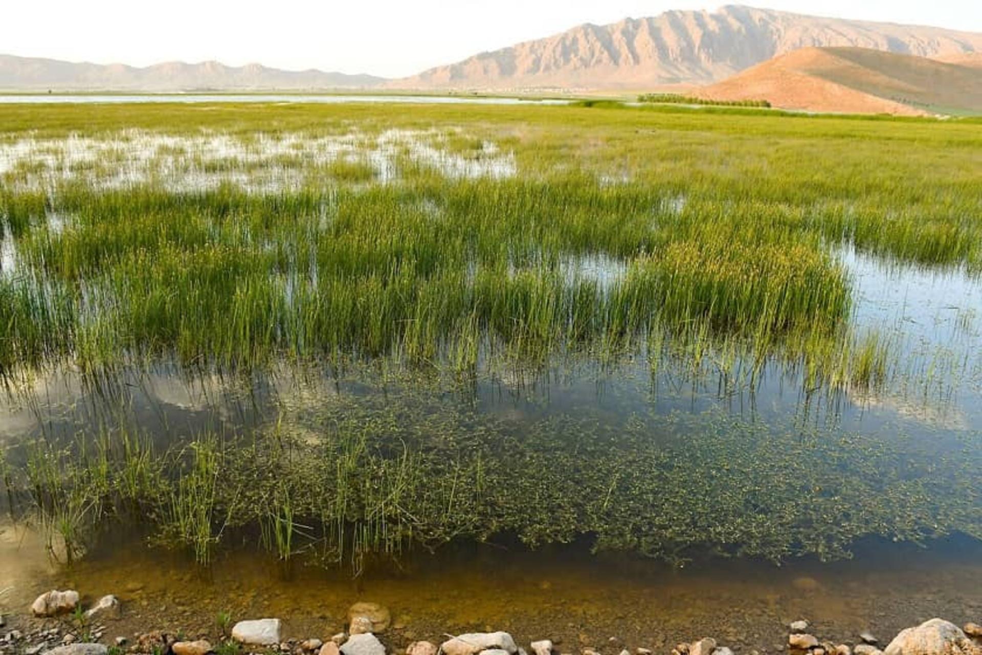 زیباترین تالاب های ایران؛ گنجینه های طبیعی مظلوم و در خطر