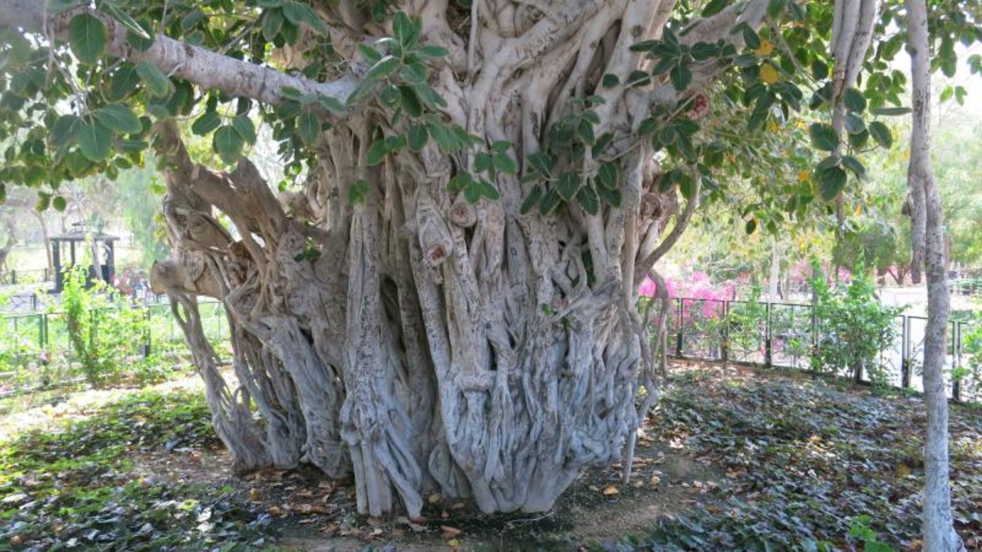 درخت سبز کیش