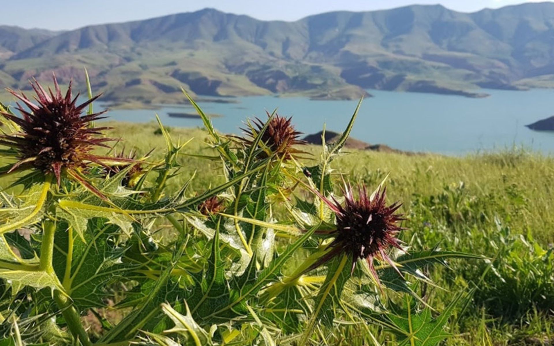 گیاهان اطراف دریاچه طالقان